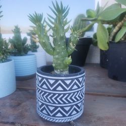 Assorted Cacti n Ceramic Pots. 
