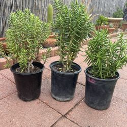 Sacculent Plants, in Gal Pot, Each  $7