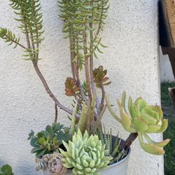 Succulents Plant Arrangement 