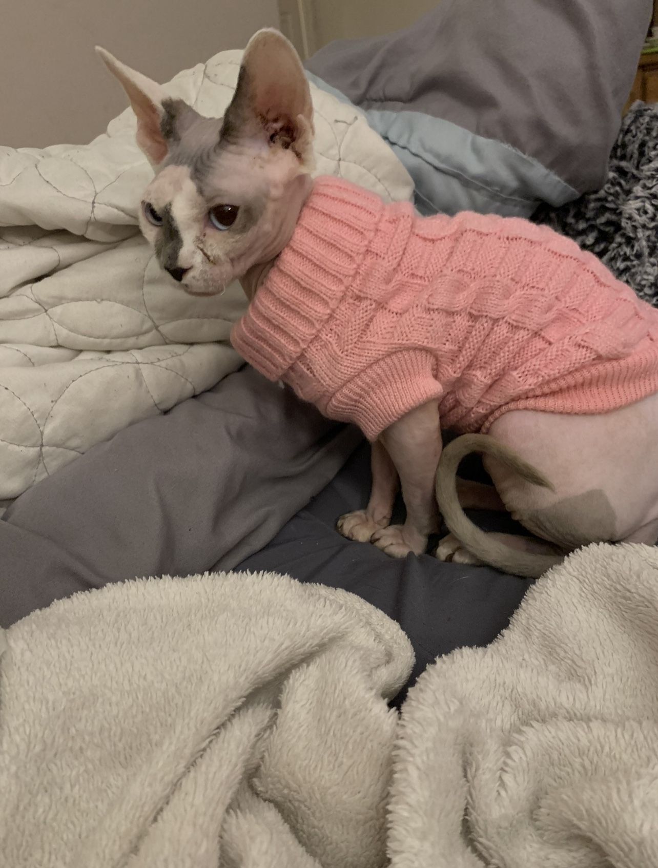 Small Wiz BBQT Cat (Pet) Turtleneck Knit Sweater - Pink