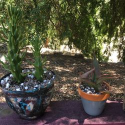 Over 30 plants in Hand decorated pots