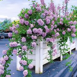 Rose Rainy Blue Climbing Or Shrub Rose In 3 Gallon Pot