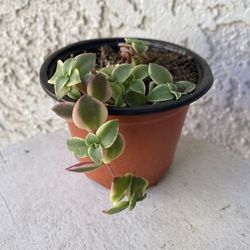4 Inch Pot Succulent Plant - Rare Crassula Pellucida - Calico Kitten Plant - Rooted & Established - Drought Resistant 🪴