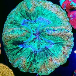 Willy Wonka Wellsophyllia 