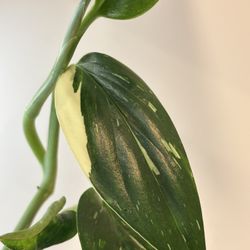 Monstera Standeleyana 