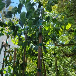 10ft PAKISTANI MULBERRY TREES
