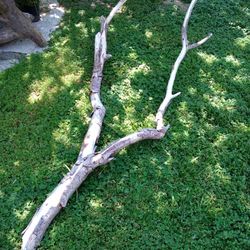 Natural Driftwood For Aquariums Terrariums Decor 