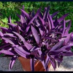 Beautiful Ornamental  Plant 🪴 