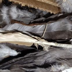 Feathers  