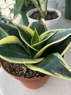 Dwarf Sansevieria 🐍