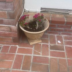 Plant With Plastic Pot
