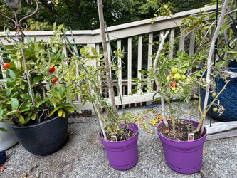 Two tomato plants with planters
