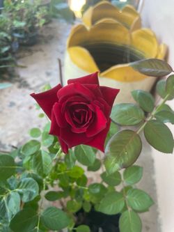 Red Rose Plant