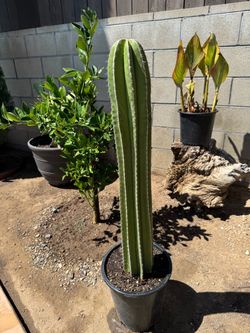 Cactus Plant (Mexican fence post)