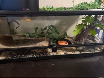 Snake tank