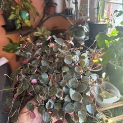 Peperomia Ruby Cascade