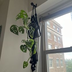 Swiss Cheese Hanging House Plant 