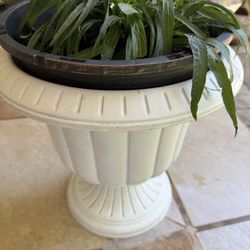 Mexican Petunia Plant.