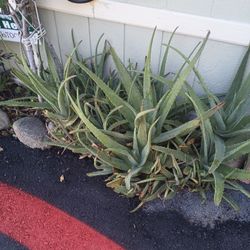 Aloe Vera