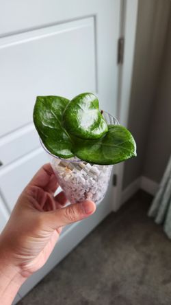 Hoya chelsea