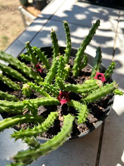 Huernia schneideriana plant