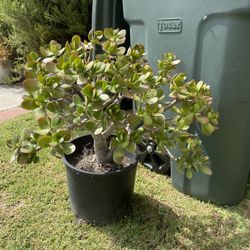 Jade Succulent Plant 10+ years