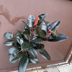 Xl Burgandy Rubber Plant W/ Multiple Plants In 8” Pot 