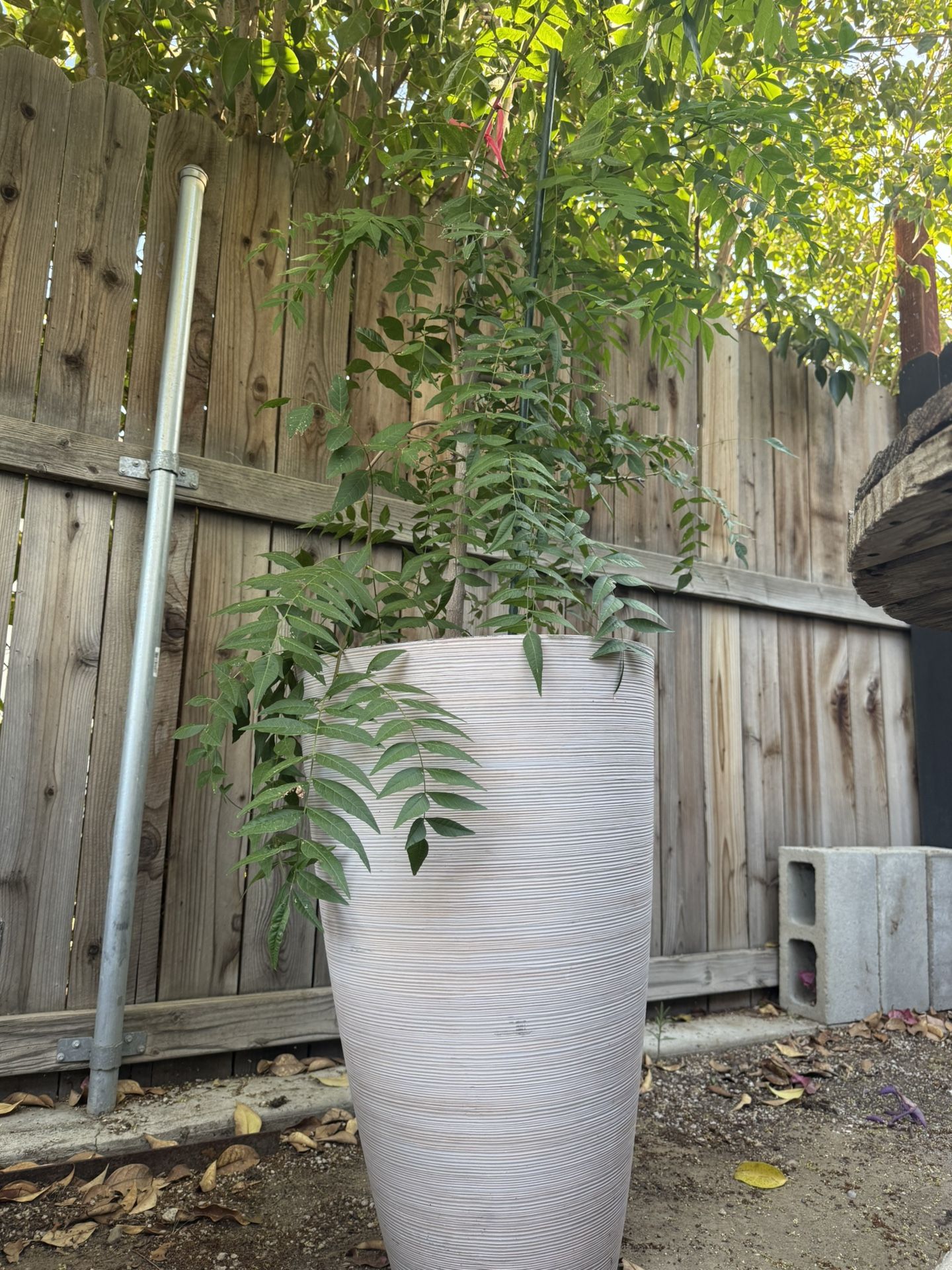 Tree Plant With Pot