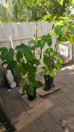 Plantas de herba santa.