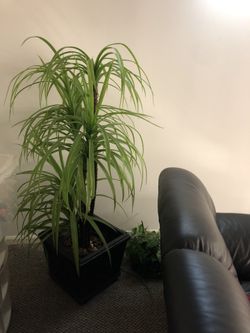 Decoration Paid 179 from marshals asking 50