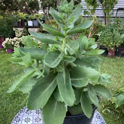 Outdoor Plant 