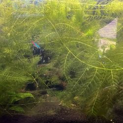 Live Aquarium Hornwort Coontail Plants