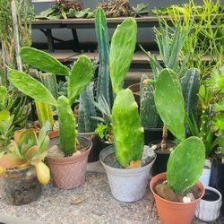 Spineless Prickly Pear Cactus - Opuntia Ficus Indica - Edible Arbolitos De Nopales (18-24" in.) 🌵