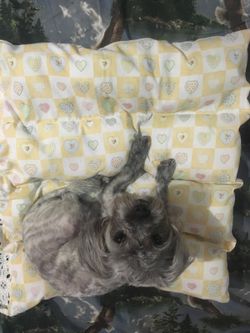 Beds for pets/ cama para mascota