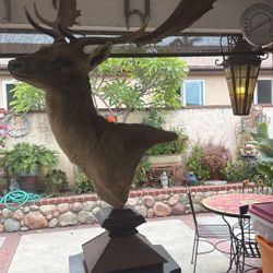 Follow Deer 