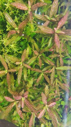 LIVE AQUARIUM PLANT
