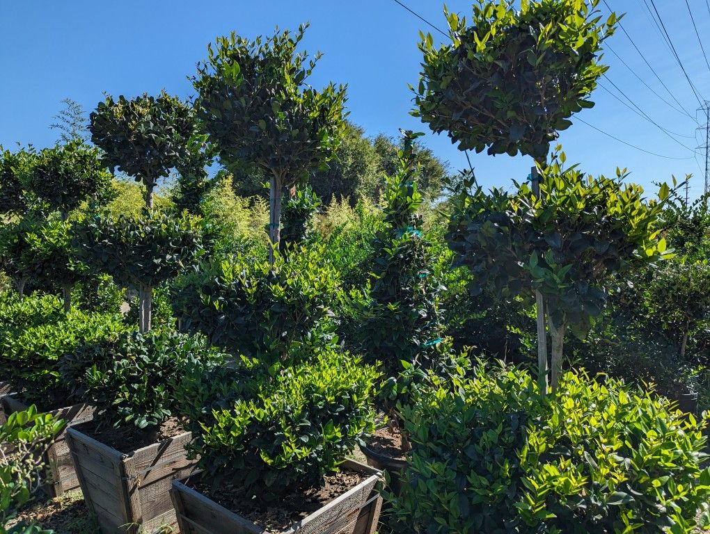 Waxleaf Privet Topiary 