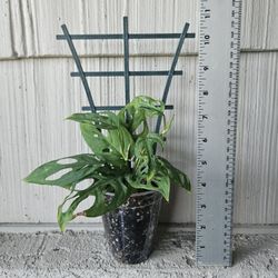 Monstera Adansonii Plant (Narrow) With Mini Trellis 