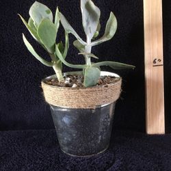 Jade family plant
