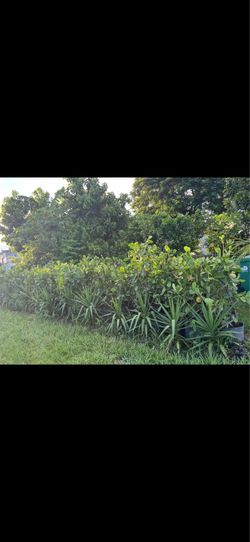 Clusias 3-4-5 Ft  7 Galones
