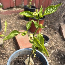 Organic Bell Pepper Plant