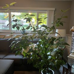 EXTRA LARGE HEALTHY TROPICAL HIBISCUS PLANT 