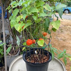 Chinese lantern Potted Live Plant 
