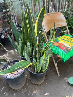Plant