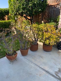 Jade Plants Lot of 4