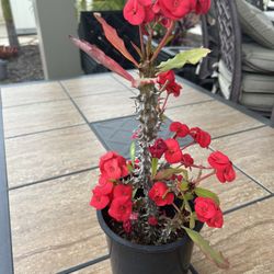 Crown Of Thorns Plant 