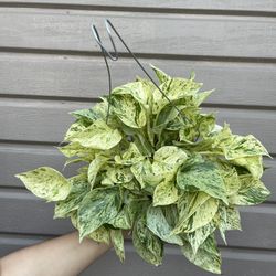 6” Snow Queen Pothos Súper Full 