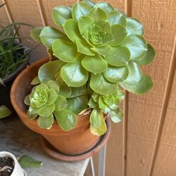 Succulent 