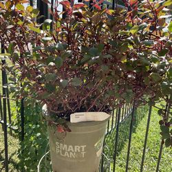 Alternanthera Purple Plant $20