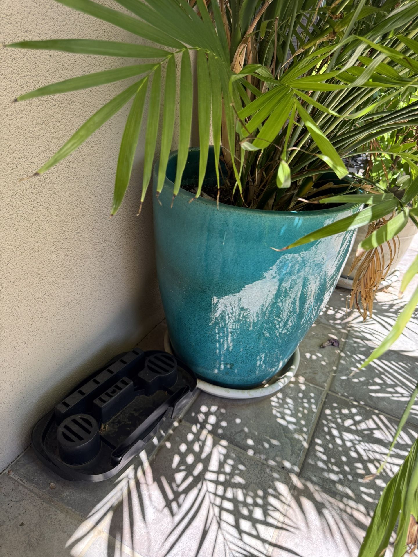 Large Ceramic Pot Includes Plant!